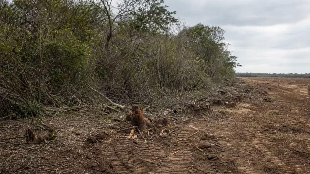 En Bolivie, une forêt de Chiquitanie convoitée par le géant du soja