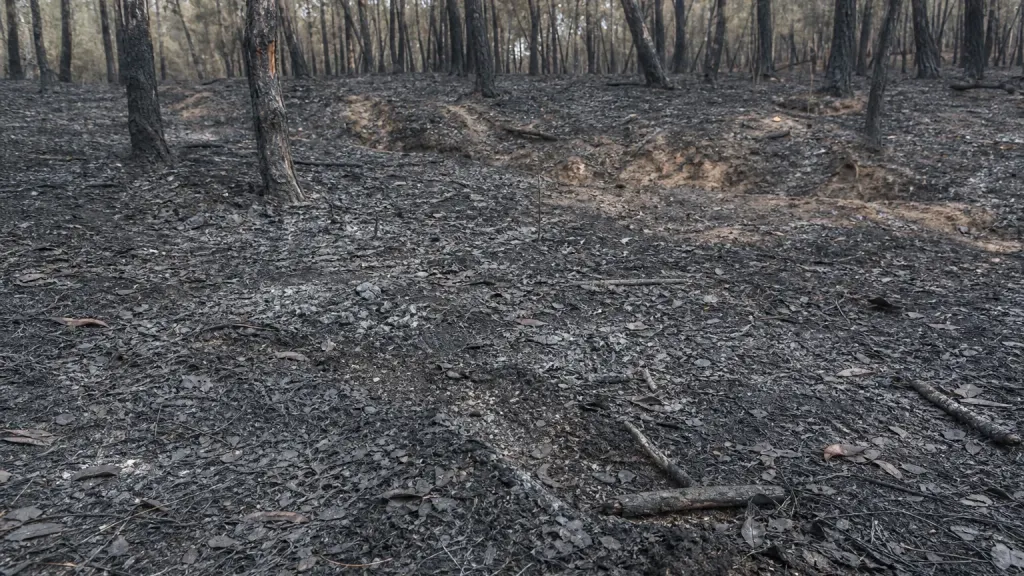 Les sols forestiers français, réservoirs de carbone fragilisés par le feu