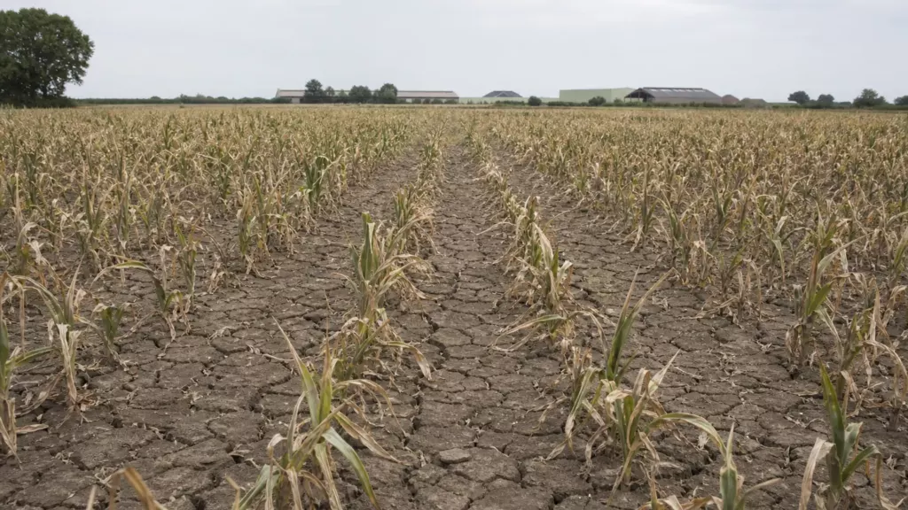 Sécheresse agricole de 2026 : l’eau redevient un arbitrage productif