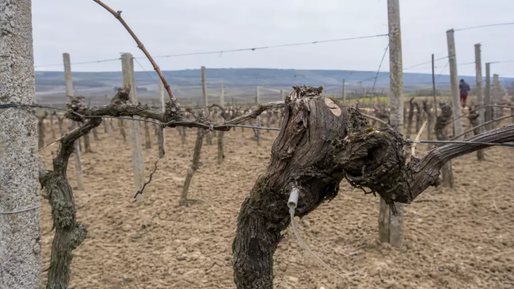 Maladies du bois de la vigne — maladies du bois : l’Alsace teste une injection ciblée dans la vigne