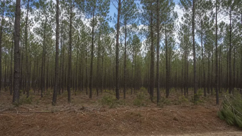 Incendies dans les Landes : adapter le modèle forestier productif